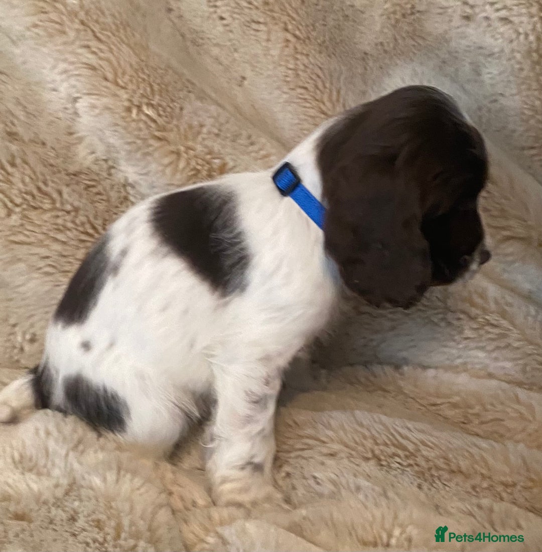 Cocker Spaniel dogs for sale: Adorable show cocker puppies - Image 2