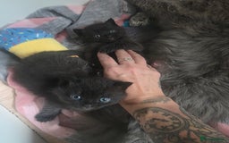Persian cats for sale: 2 Persian boys. Colour is mixed dark grey/black - Image 9