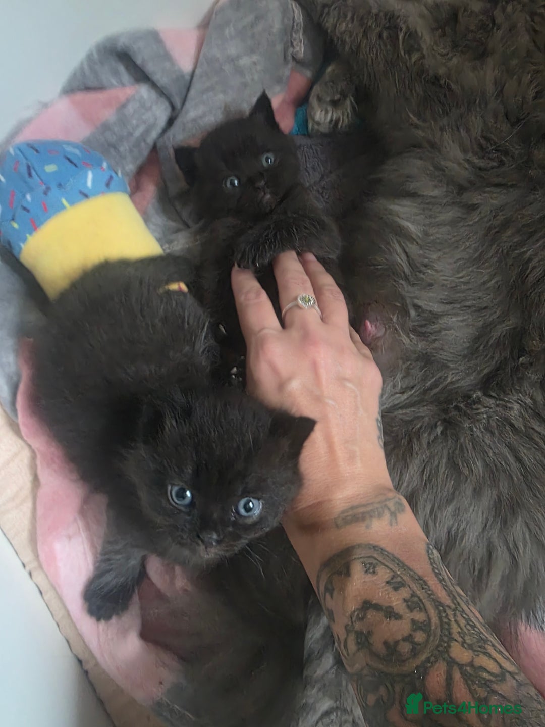 Persian cats for sale: 2 Persian boys. Colour is mixed dark grey/black - Image 9