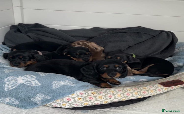 Miniature Dachshund dogs - Advert 1