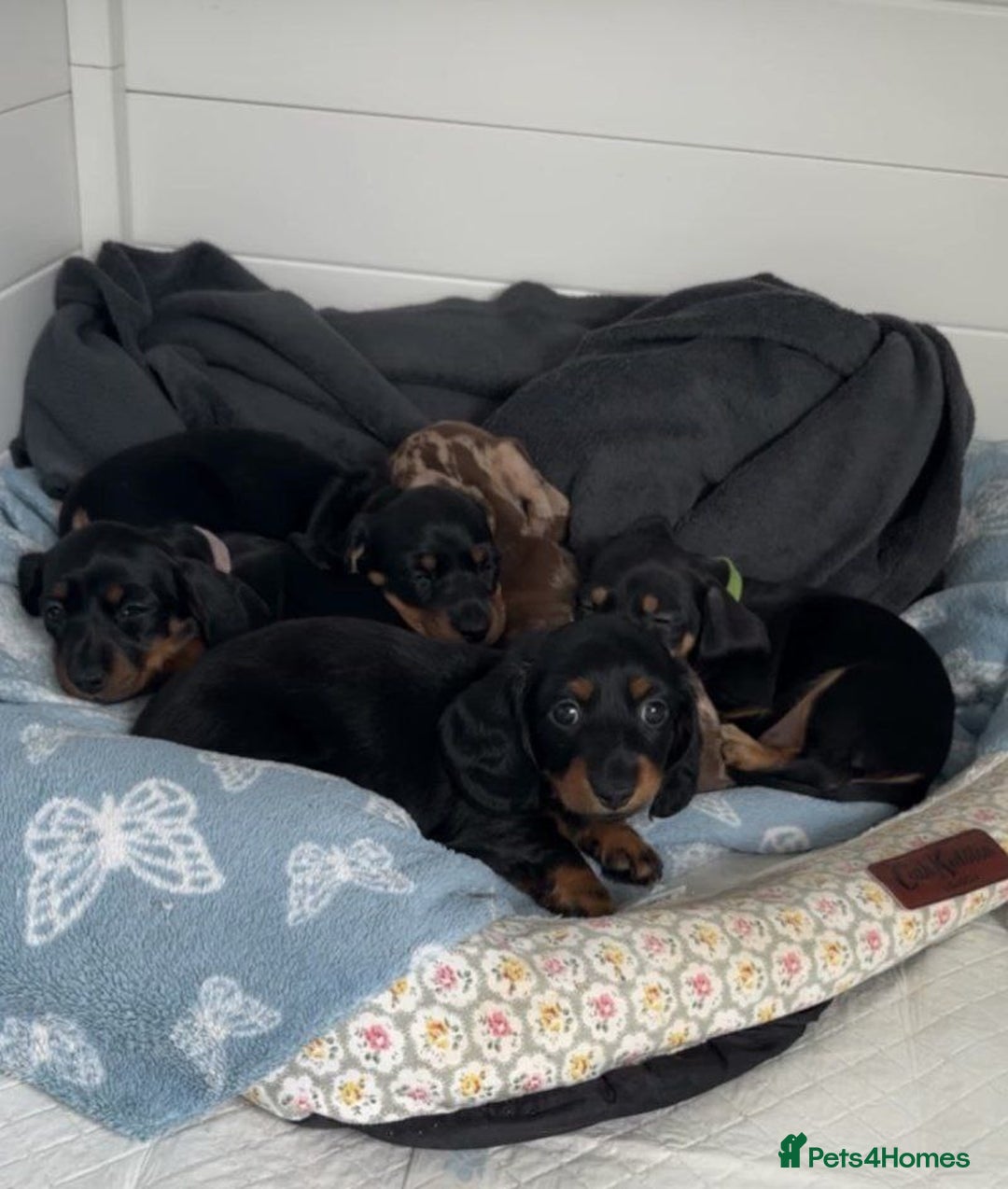 Miniature Dachshund dogs for sale: BEAUTIFUL MINIATURE DACHSHUND PUPPIES - Image 1