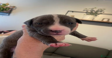 Staffordshire Bull Terrier dogs - Advert 15