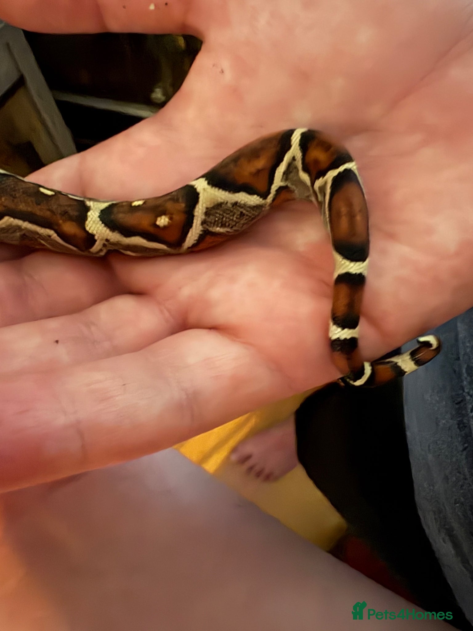 Boa Snake reptiles Boa constrictor - Advert 2