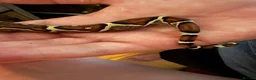 Boa Snake reptiles for sale: Boa constrictor - Advert 1