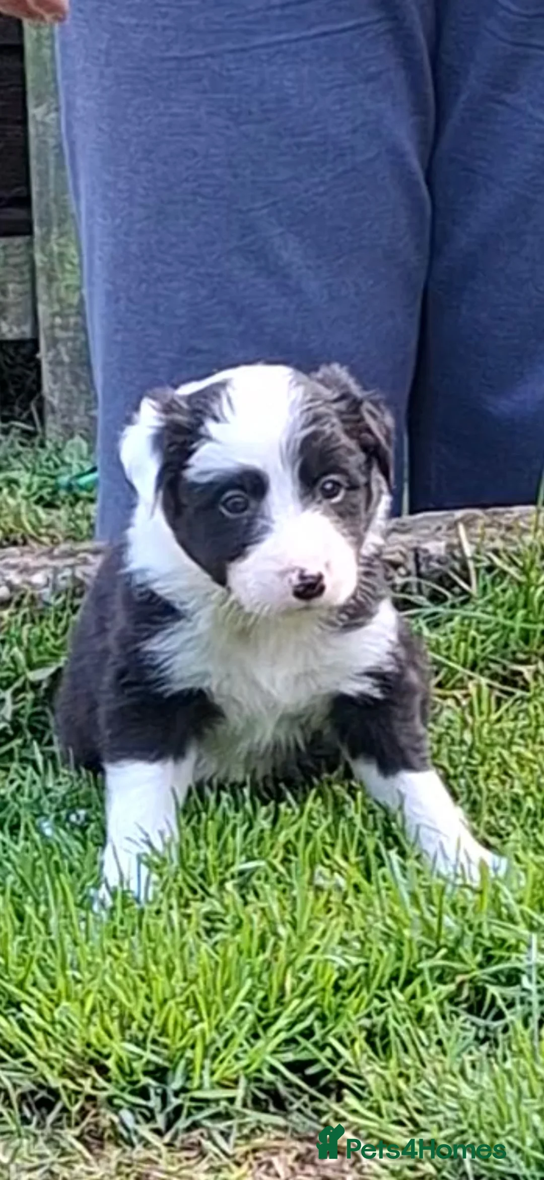 Border Collie dogs for sale: Gorgeous collie pups  - Advert 1