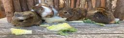 Guinea Pig rodents for sale: Abyssinian/ long-haired babies - Advert 2