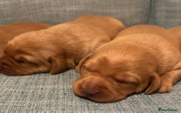 Labrador Retriever dogs for sale: Fox Red, Health Tested, KC Reg Lab Puppies - Advert 12
