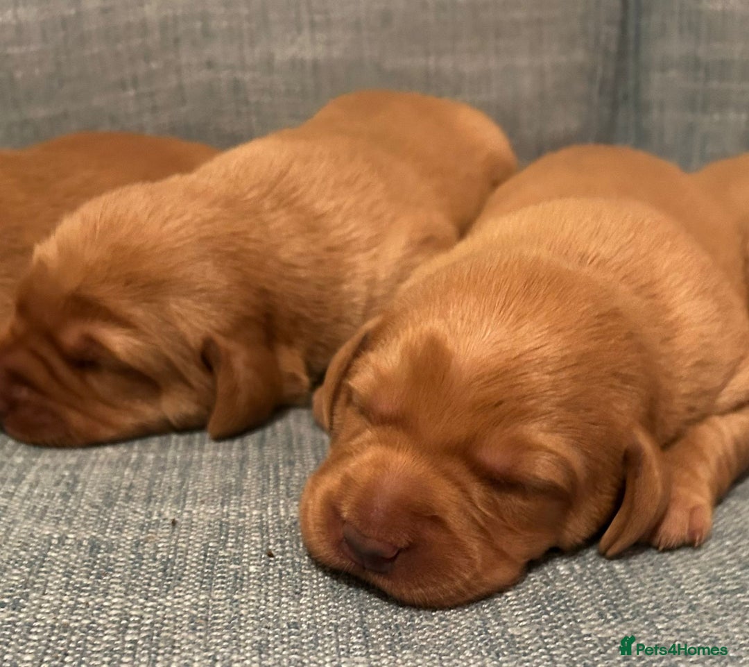 Labrador Retriever dogs for sale: Fox Red, Health Tested, KC Reg Lab Puppies - Advert 12