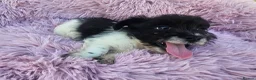 Mixed Breed dogs for sale: Jack-shih puppies - Advert 10