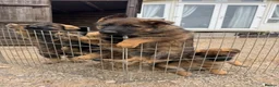 German Shepherd dogs for sale: 🤩 5 gorgeous German Shepherd pups  in Crewe - Advert 8