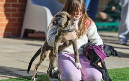 Mixed Breed dogs for adoption: Rosemary - Sweet & Calm - Image 10