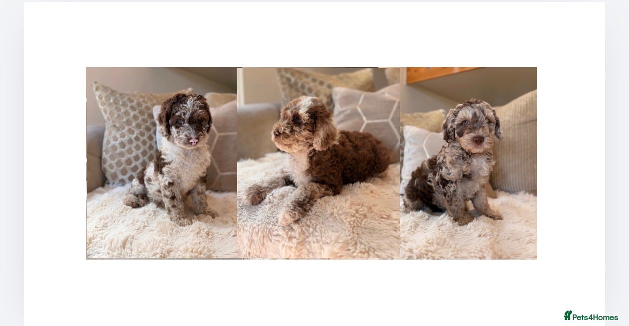 Cockapoo dogs ** RARE F1B CHOC MERLE & CREAM COCKAPOOS **  - Advert 1