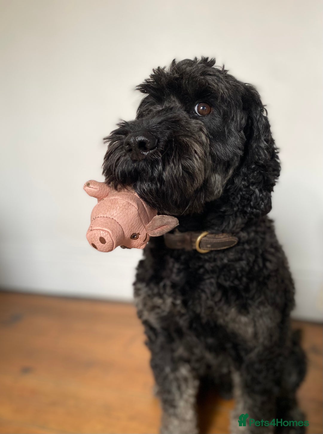 Cockapoo dogs for stud: Proven F1 Cockapoo Stud Available - Advert 4