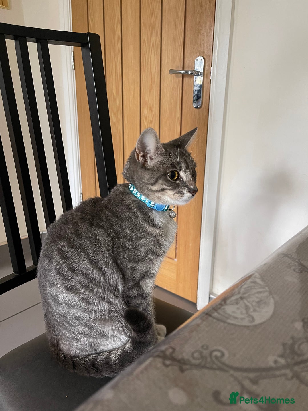 Domestic Shorthair cats for sale: Lola (Bradford based ) - Image 3