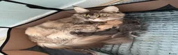 Maine Coon cats for sale: Polydactyl Maine Coon Import European bloodline - Advert 10