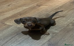 Miniature Dachshund dogs for sale: Beautiful chocolate and tan female  - Advert 10