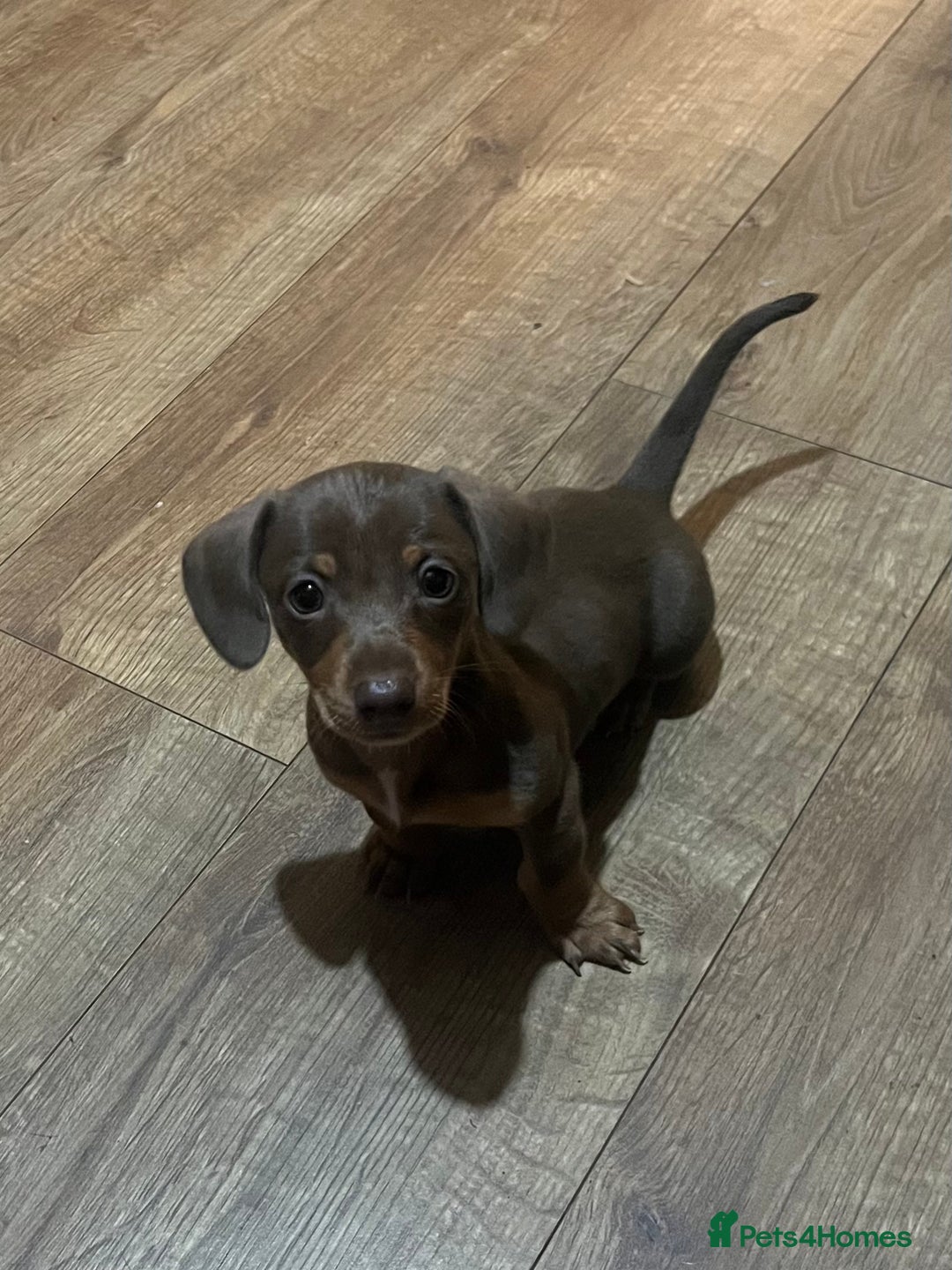 Miniature Dachshund dogs for sale: Beautiful chocolate and tan female  - Advert 10