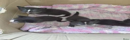Mixed Breed cats for sale: Kittens - Advert 2