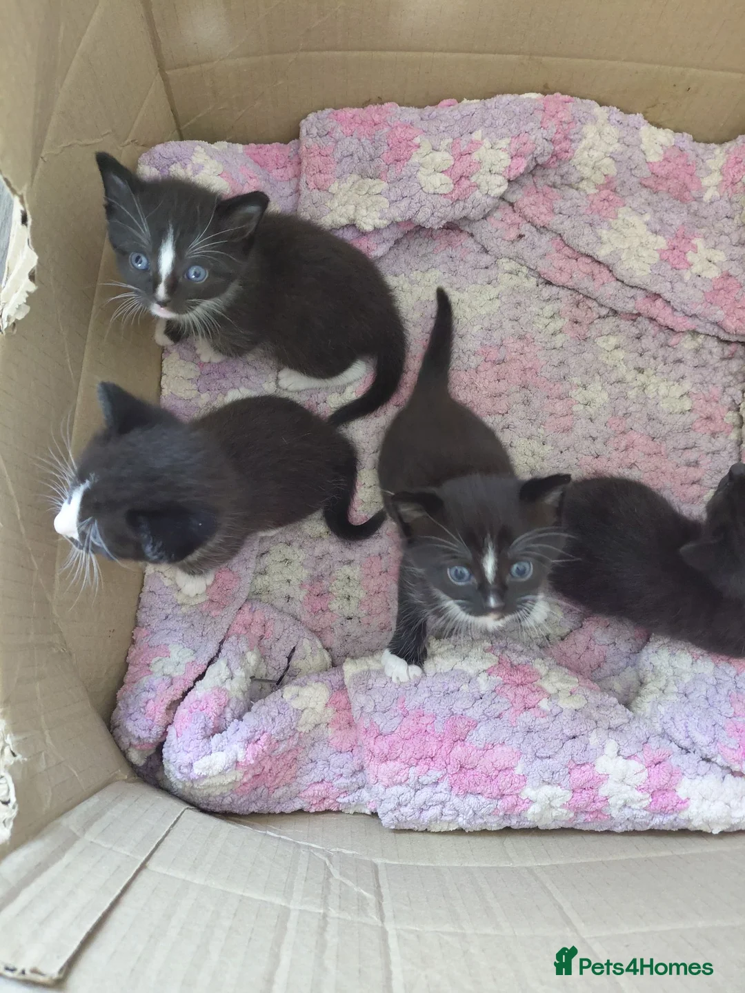 Mixed Breed cats for sale: Kittens - Advert 2