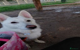 German Shepherd dogs for sale: White german sheperd  - Image 36