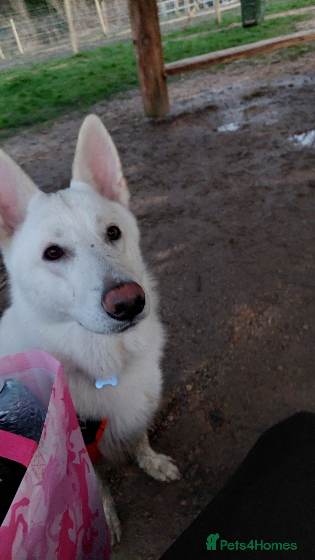 German Shepherd dogs for sale: White german sheperd  - Image 36