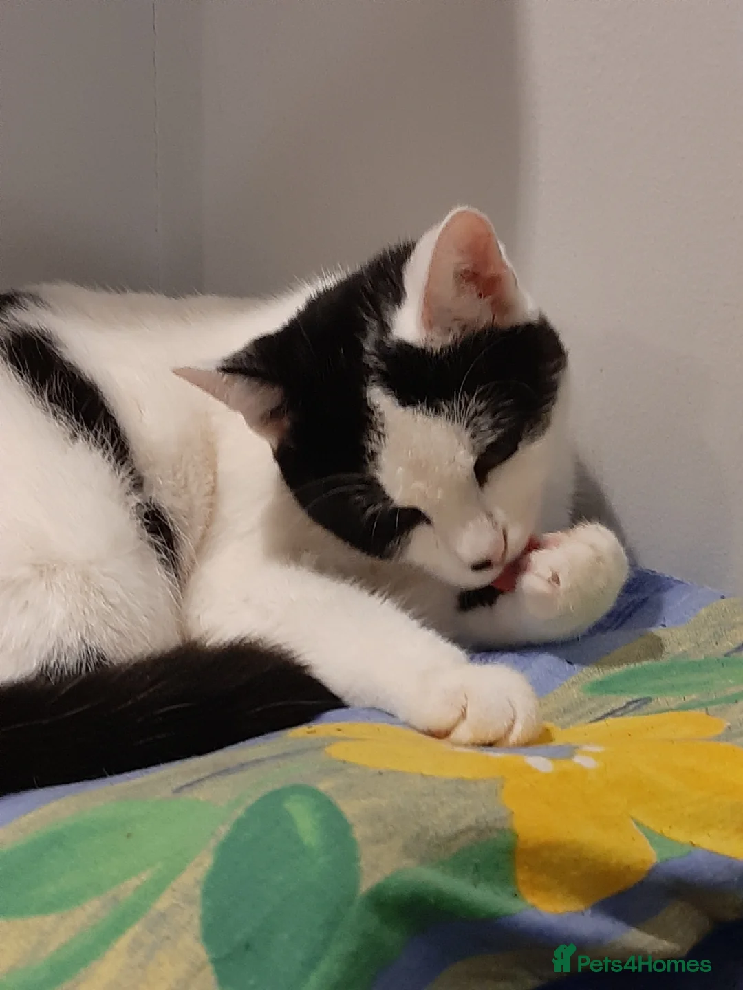 Mixed Breed cats for sale: Going for free because I'm immigrating  - Advert 14