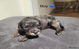 Cavapoo dogs for sale: Health tested cavapoos ready 8th december - Image 6