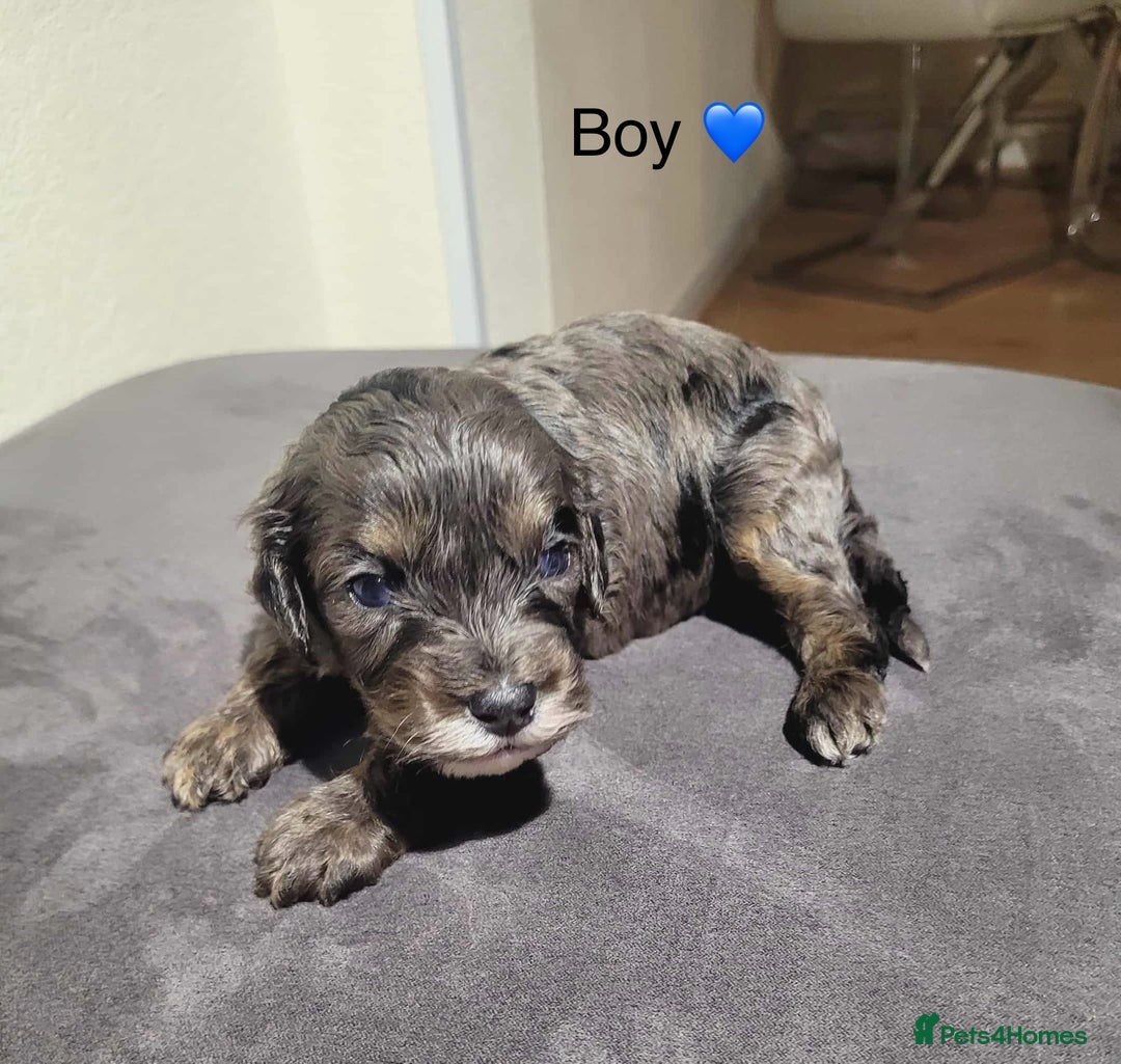 Cavapoo dogs for sale: Health tested cavapoos ready 8th december - Image 6