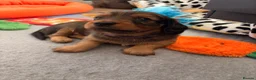Dachshund dogs for sale: Male Standard longhair dachshund - Advert 18
