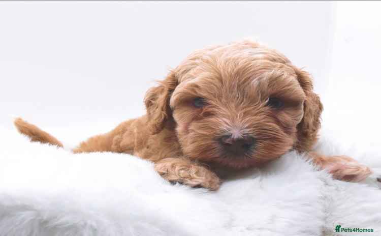 Cavapoo dogs - Advert 6