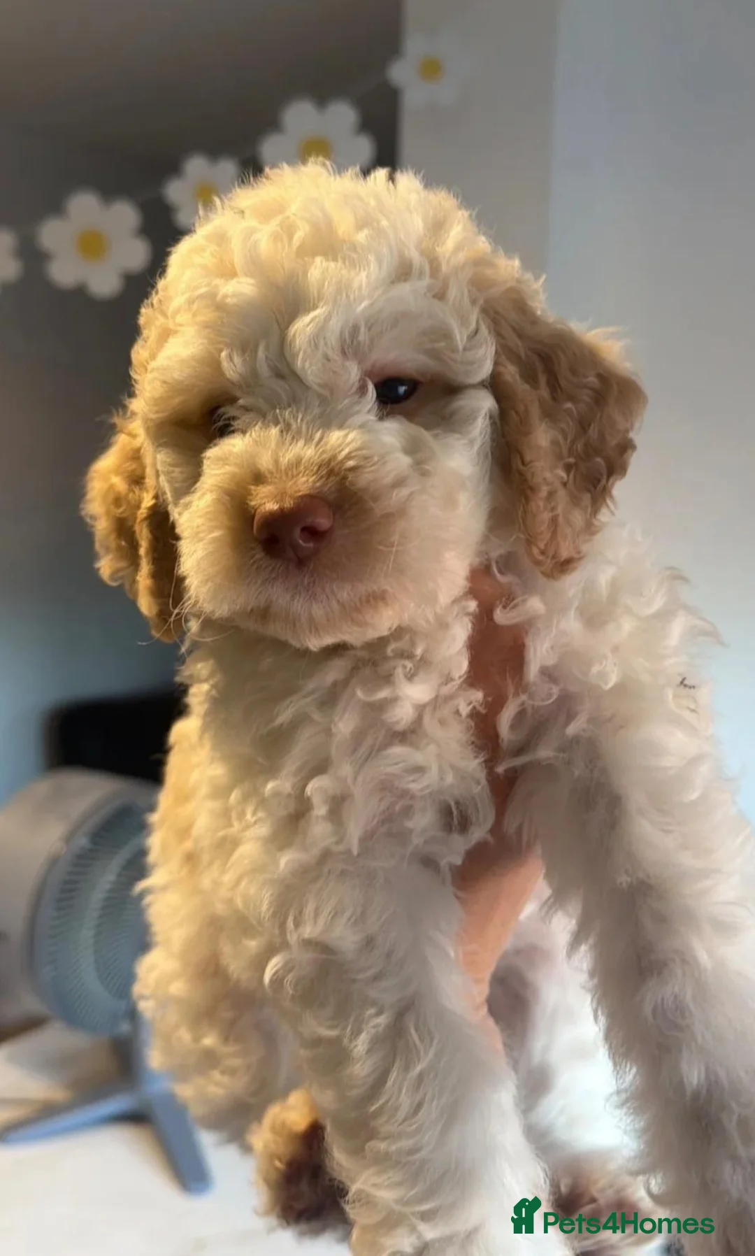 Lagotto Romagnolo dogs for stud: Kc reg  proven dna tested lagotto at stud - Advert 2