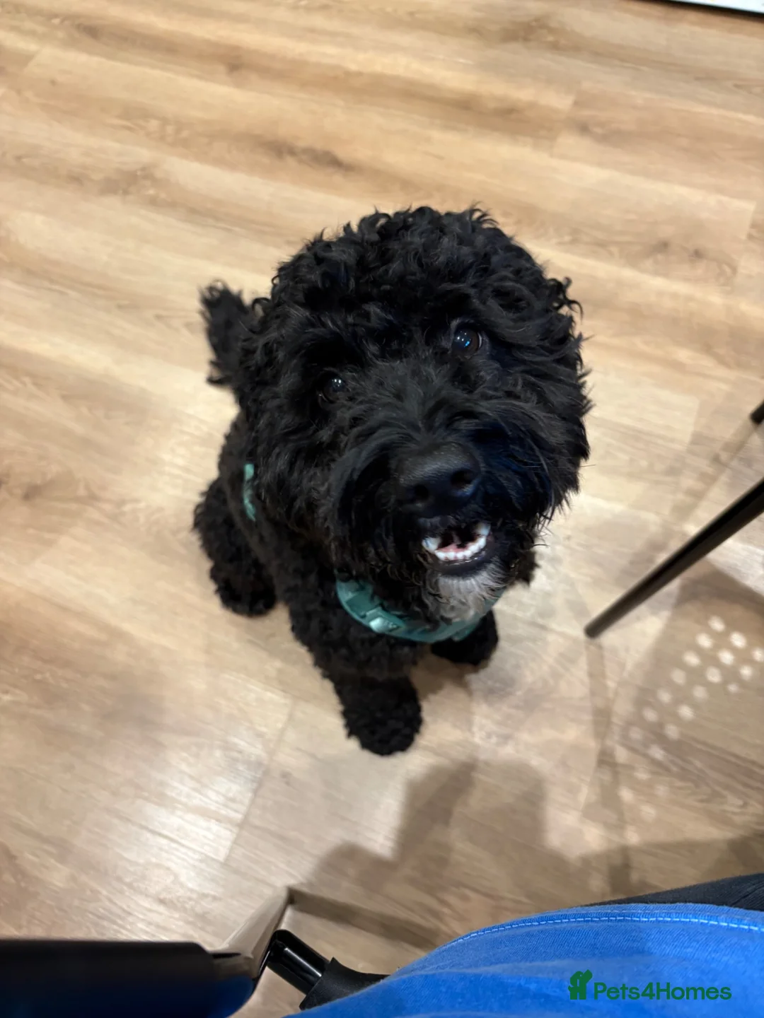 Cockapoo dogs for stud: For STUD in London - Advert 10
