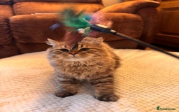 British Longhair cats for sale: Chocolate Tabby BLH boy TICA - Image 1