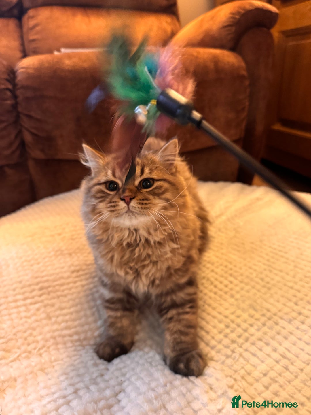 British Longhair cats for sale: Chocolate Tabby BLH boy TICA - Image 1