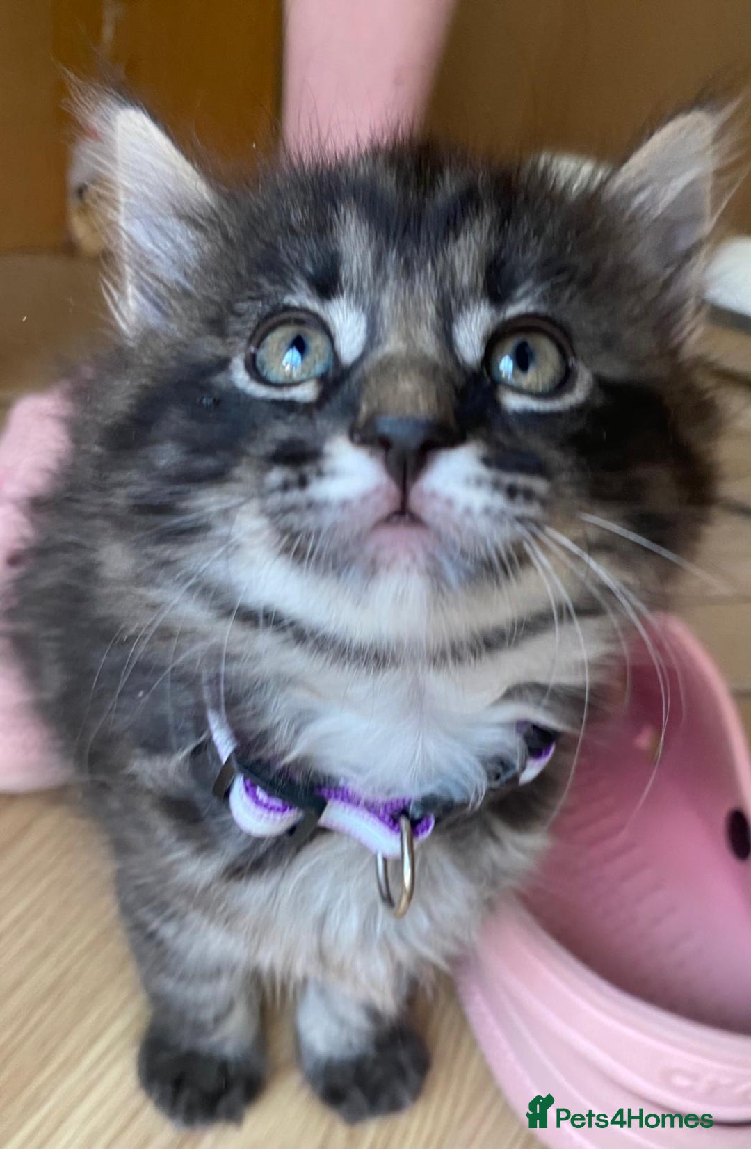 Domestic Shorthair cats for sale: Beautiful, friendly, playful &healthy kittens - Image 4