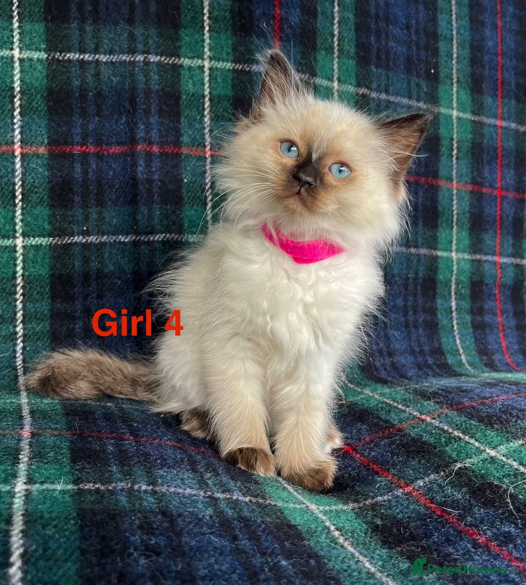Ragdoll cats for sale: Ragdoll Kitten GCCF, ready now. - Image 14