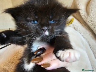 Maine Coon cats Registered maine coon babies - Advert 1