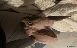 Sphynx cats for sale: Sphynx kittens  - Advert 18