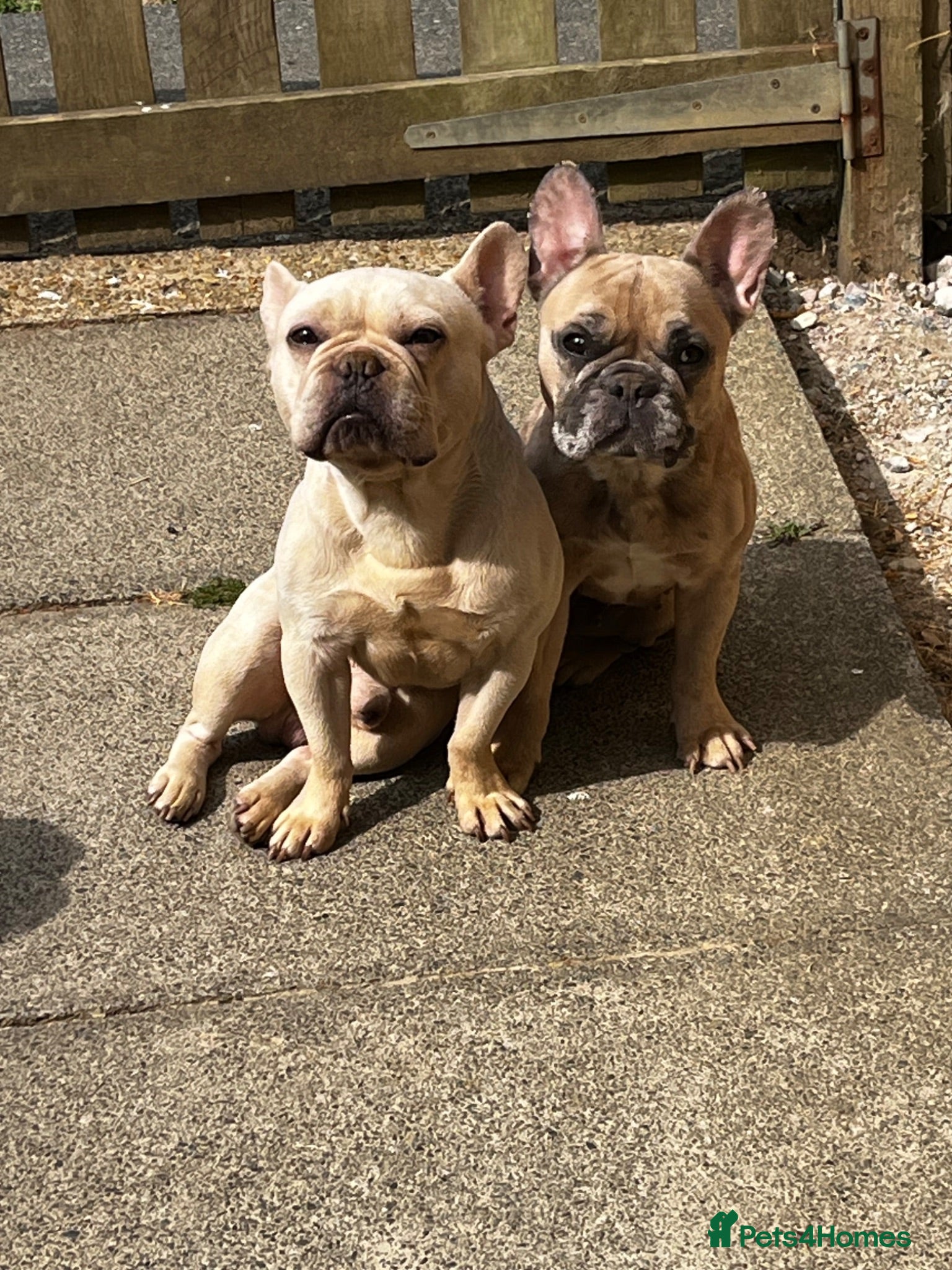French Bulldog dogs 2 x kc French bulldogs  - Advert 1