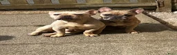 French Bulldog dogs for sale: 2 x kc French bulldogs  - Advert 1