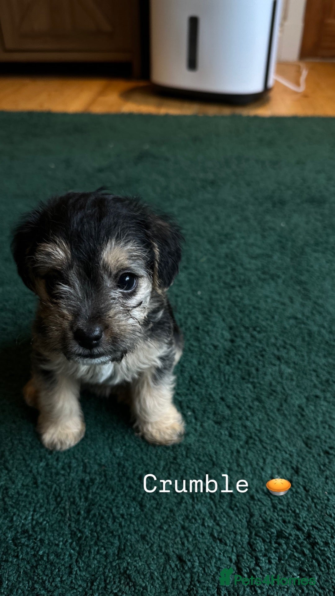 Mixed Breed dogs 4 left - Beautiful health/DNA tested F1 Jackapoos  - Advert 6