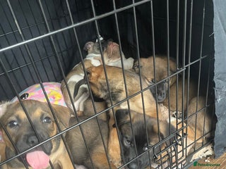 Mixed Breed dogs Bullsky puppies - Advert 20