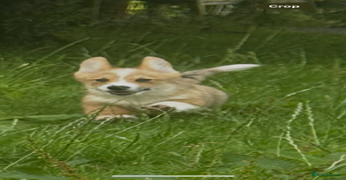 Welsh Corgi Pembroke dogs in Stalybridge - Advert 3