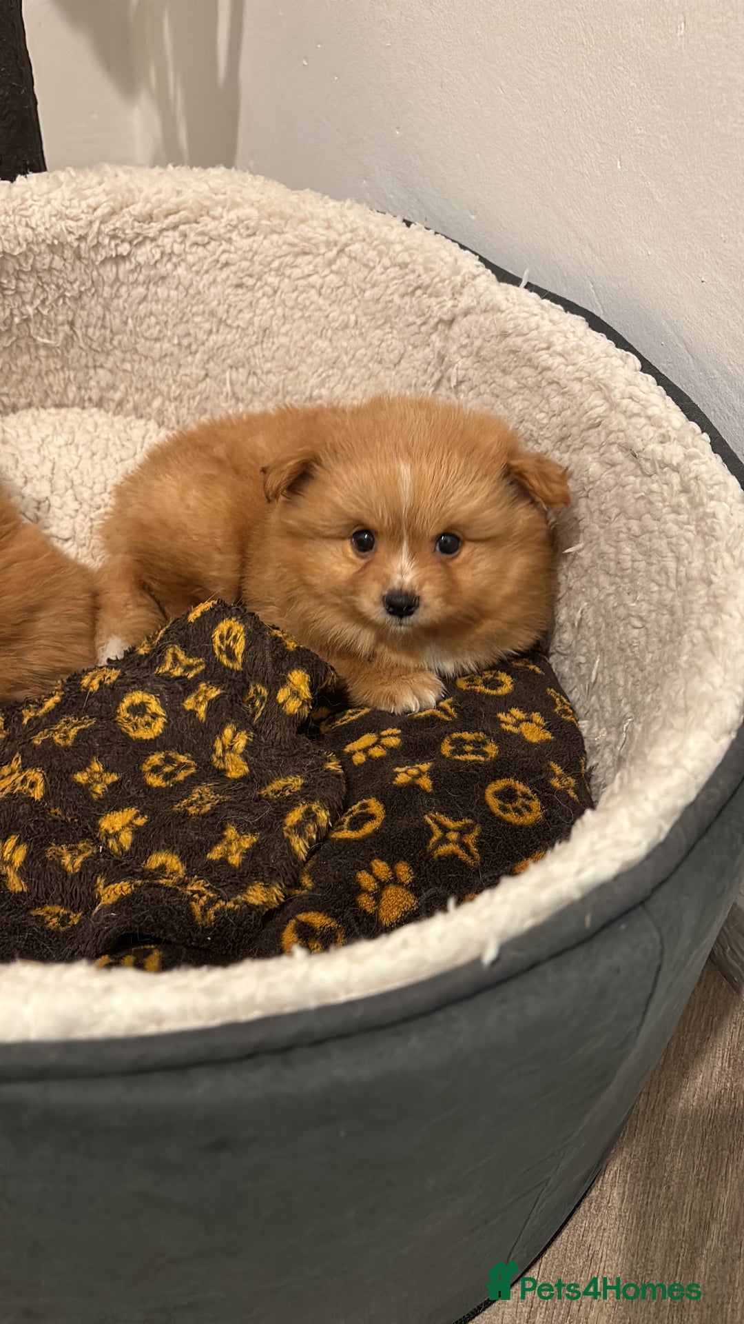 Mixed Breed dogs for sale: Pomeranian mixt with bichon - Advert 11