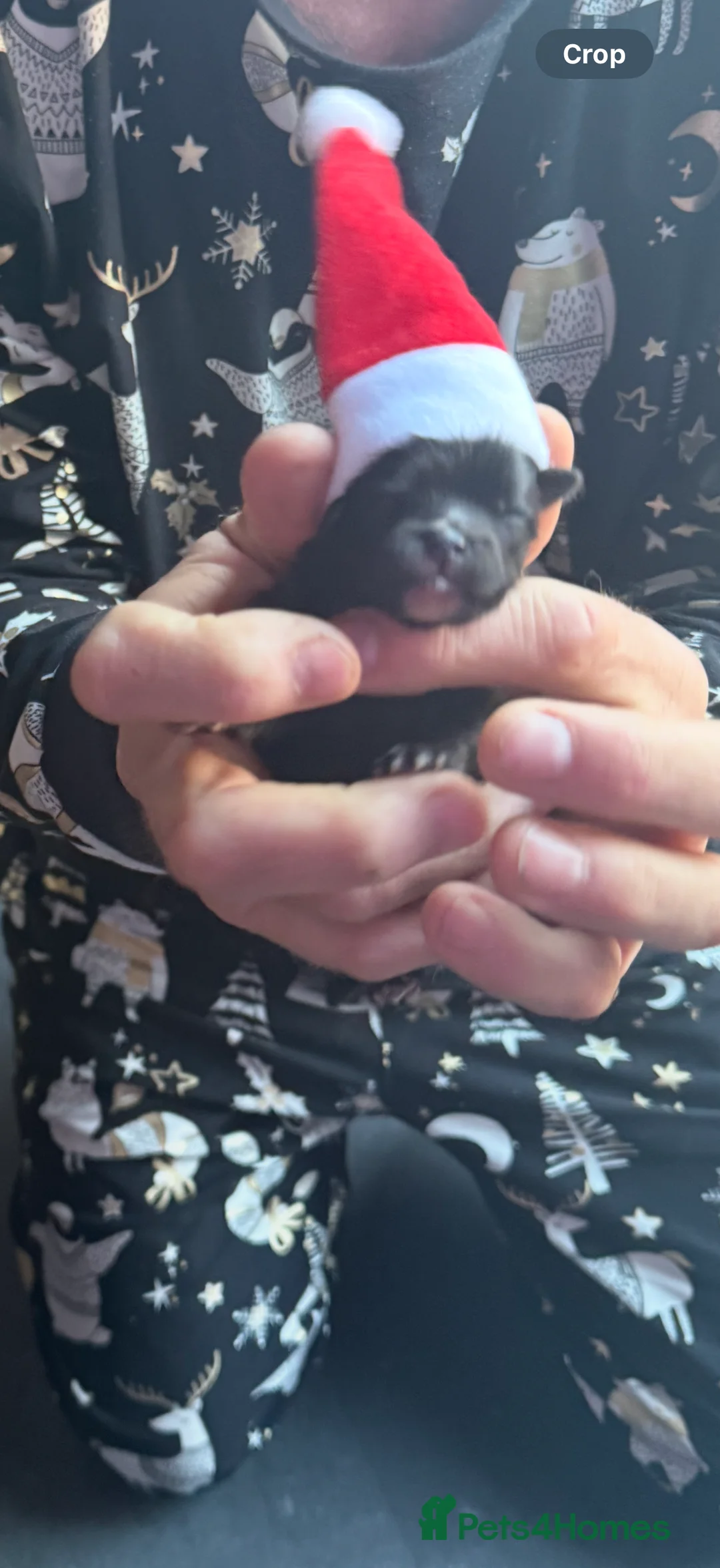 Pomeranian dogs for sale: X2 Pomeranian boys  - Advert 6