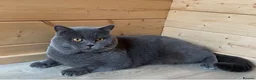 British Shorthair cats for sale: GCCF Beautiful British Shorthair Kittens for sale in Bolton - Advert 10