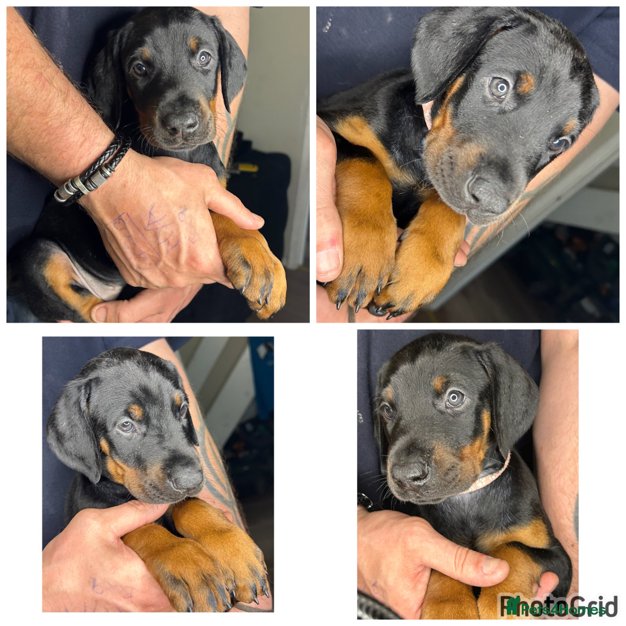 Dobermann dogs ONE beautiful girl doberman for sale  - Advert 3