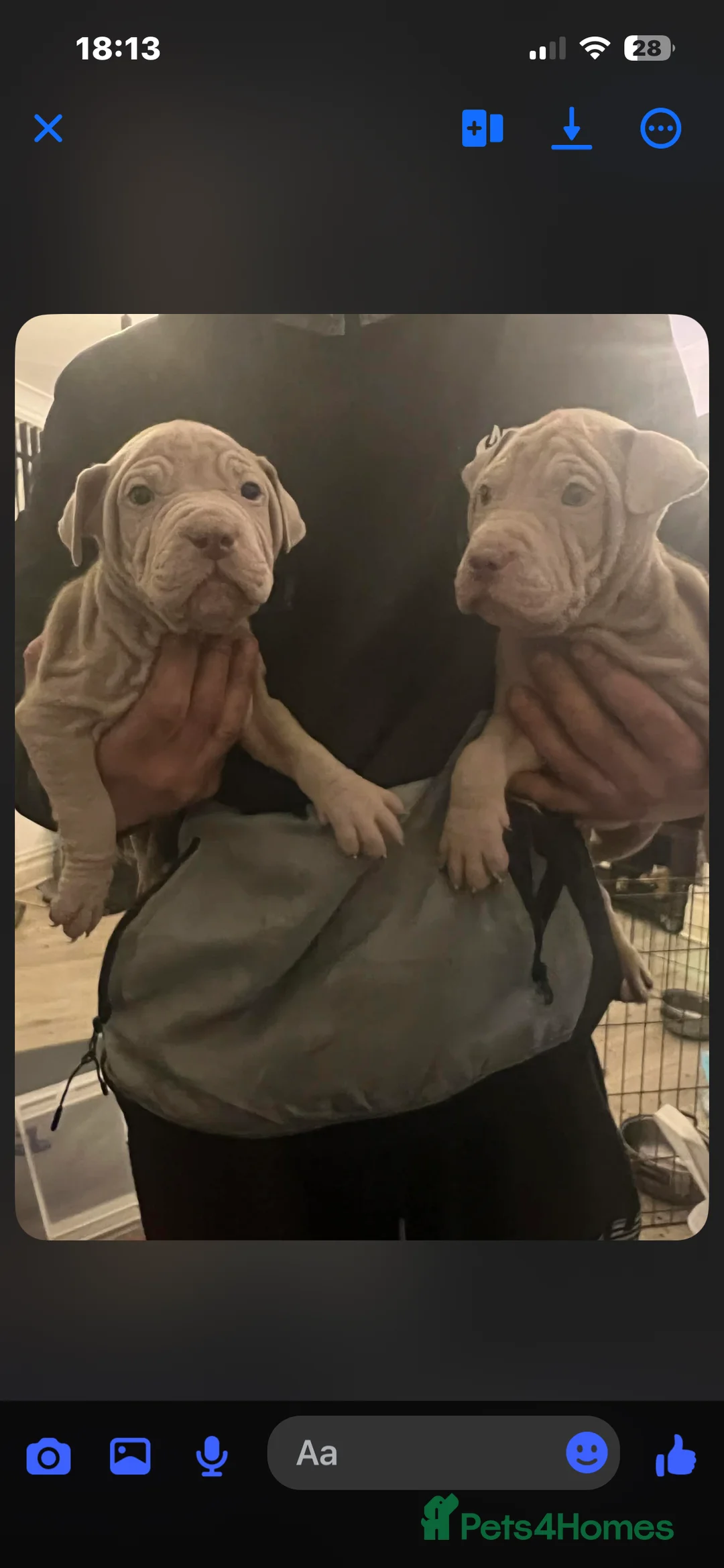 Mixed Breed dogs for sale: Shar pei x pocket bully - Advert 21