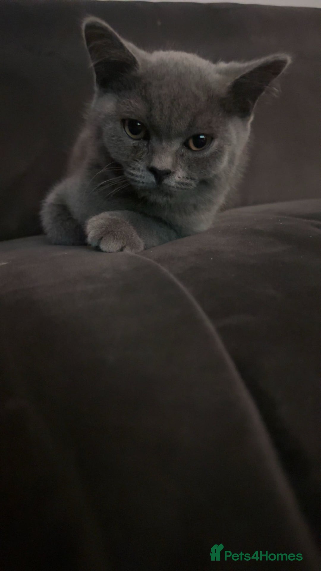British Shorthair cats for sale: Only 2 Males Left  - Image 6
