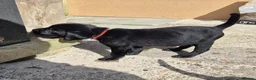 Labrador Retriever dogs for sale: Top Quality KC Registered Labrador Pups - Advert 2